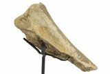 Fossil Hadrosaur Rib Section w/ Metal Stand - South Dakota #378560-2